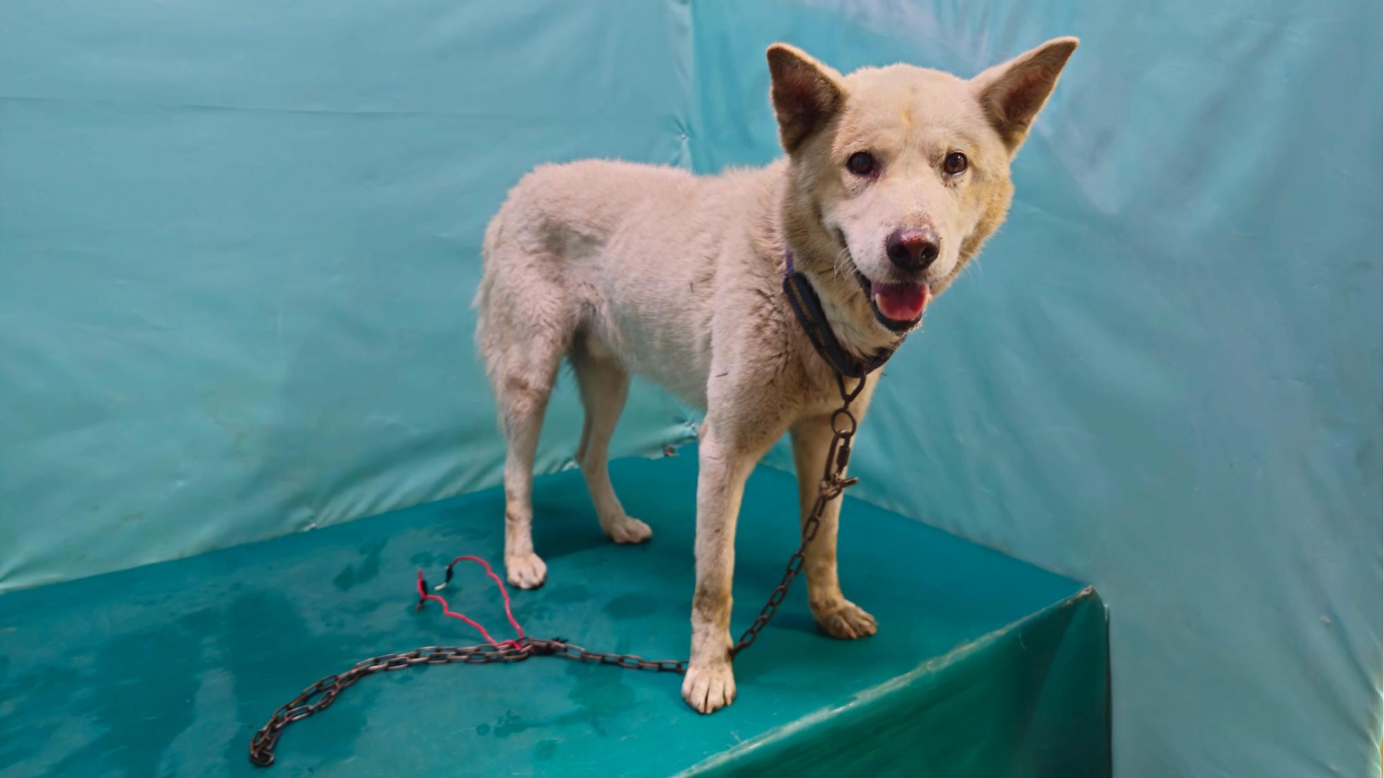 경산시유기동물보호소_447513202501283